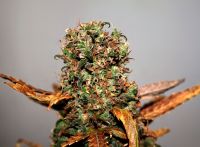 White Widow - вид 2 миниатюра