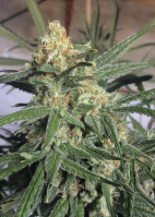 G13 Skunk - вид 2 миниатюра